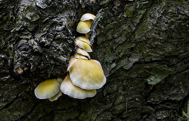 hliva lievikovitá citrónová Pleurotus citrinopileatus (Singer) Ohira