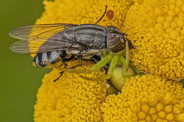 bzučivka a kvetárik Stomorhina lunata, Misumena vatia