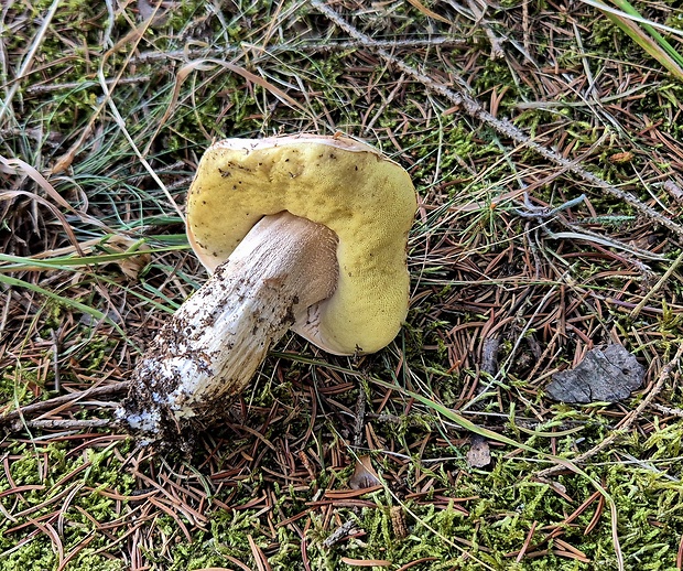 hríb smrekový Boletus edulis Bull.