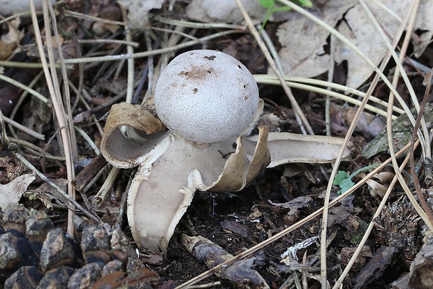 mnohokrčka dierkovaná Myriostoma coliforme (Dicks.) Corda