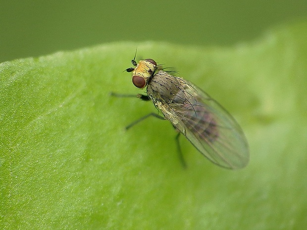 mínerka Agromyza abiens Zetterstedt, 1848