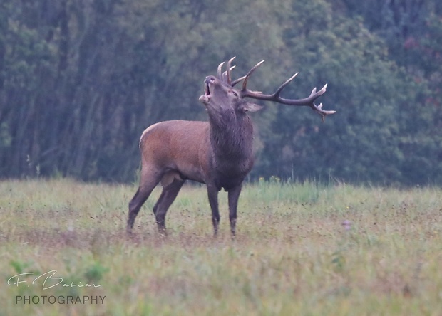 jeleň lesný  Cervus elaphus