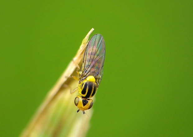 zelenuška žltopása Chlorops pumilionis  (Bjerkander, 1778)