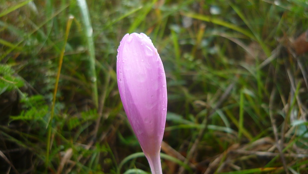 jesienka obyčajná Colchicum autumnale