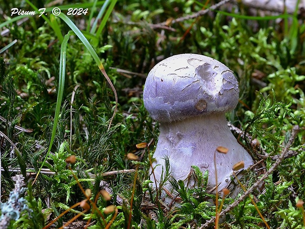 pavučinovec Cortinarius sp.