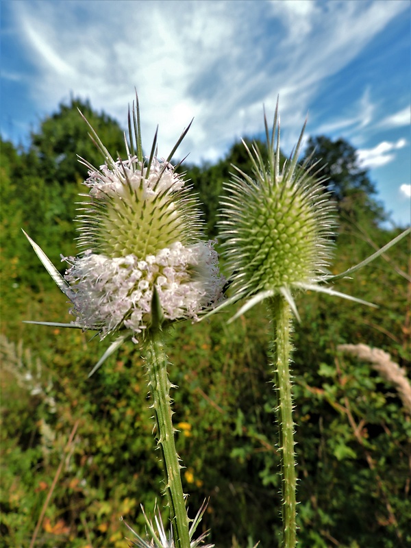 štetka laločnatá Dipsacus laciniatus L.