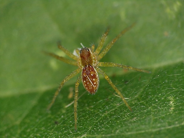 lovčík pobrežný ? Dolomedes fimbriatus