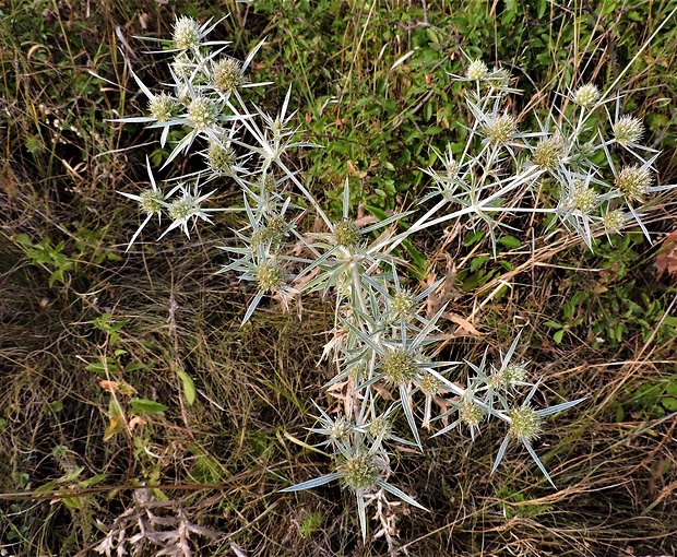 kotúč poľný Eryngium campestre L.