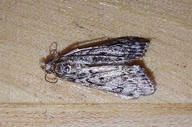 sivenka zemná Eudonia cf. truncicolella