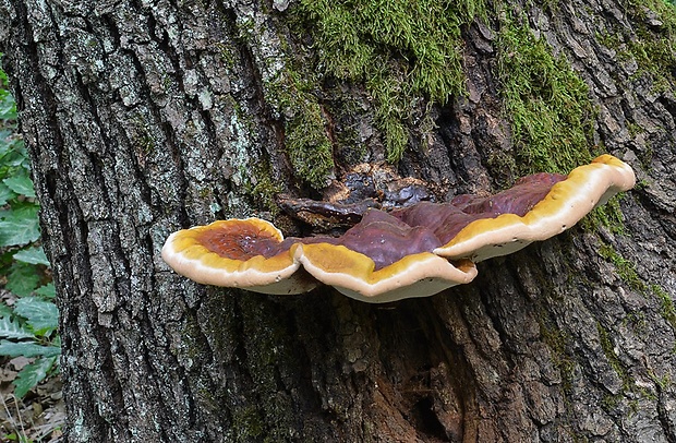 lesklokôrovka živicovitá Ganoderma resinaceum Boud.