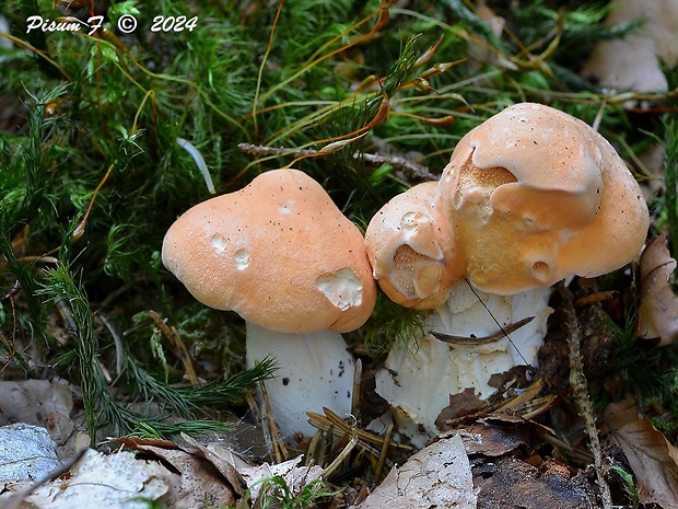 jelenka poprehýbaná Hydnum repandum L.