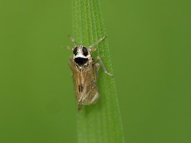 ostrôžka Laodelphax striatellus (Fallén, 1826)