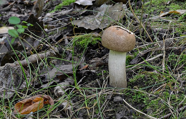 kozák topoľový Leccinum duriusculum (Schulzer ex Kalchbr.) Singer