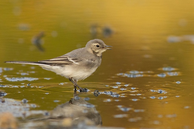 trasochvost biely Motacilla alba