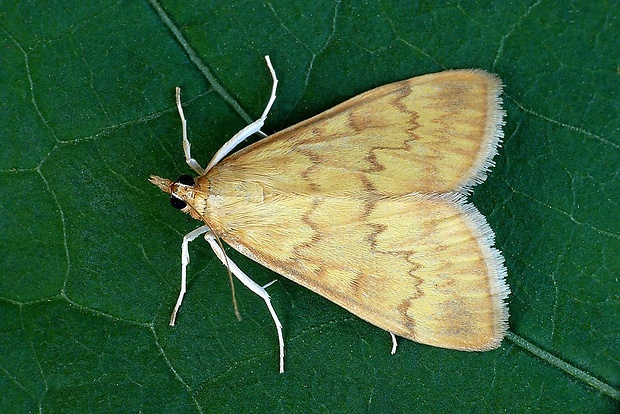 vijačka kukuričná (sk) / zavíječ kukuřičný (cz) Ostrinia nubilalis (Hübner, 1796)