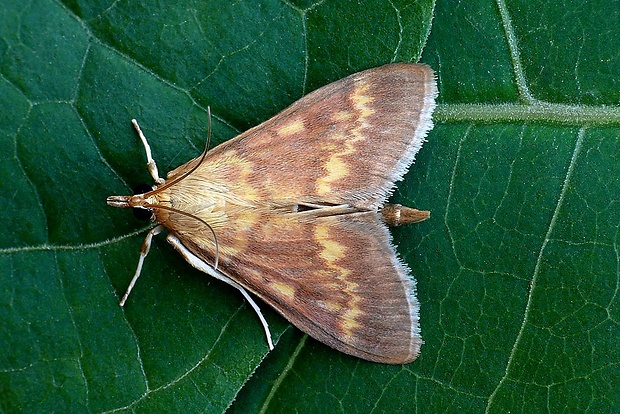 vijačka kukuričná (sk) / zavíječ kukuřičný (cz) Ostrinia nubilalis (Hübner, 1796)