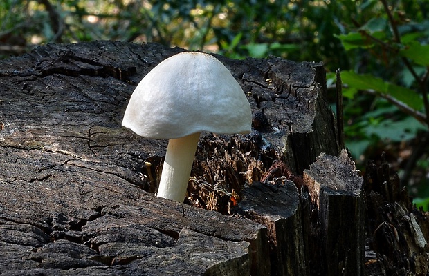 štítovka šupinatá Pluteus petasatus (Fr.) Gillet