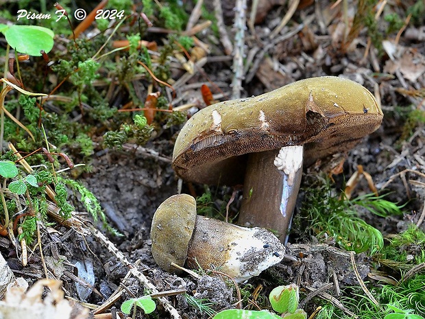 tmavohríb obyčajný Porphyrellus porphyrosporus (Fr. & Hök) E.-J. Gilbert