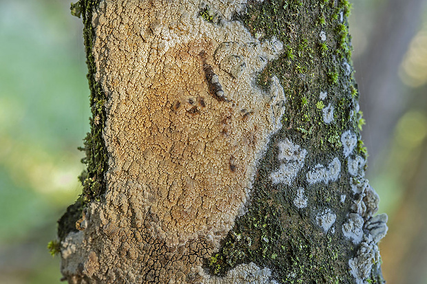 struháčik blanitý Radulomyces cf. molaris (Chaillet ex Fr.) M.P. Christ.