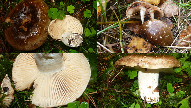 plávka černejúca Russula nigricans Fr.