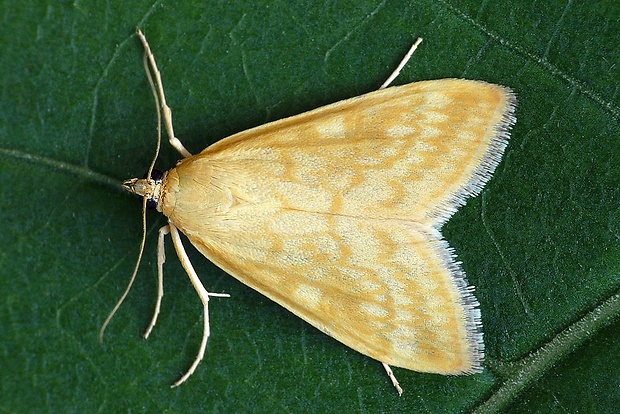 vijačka lobodová (sk) / zavíječ slámový (cz) Sitochroa verticalis (Linnaeus, 1758)