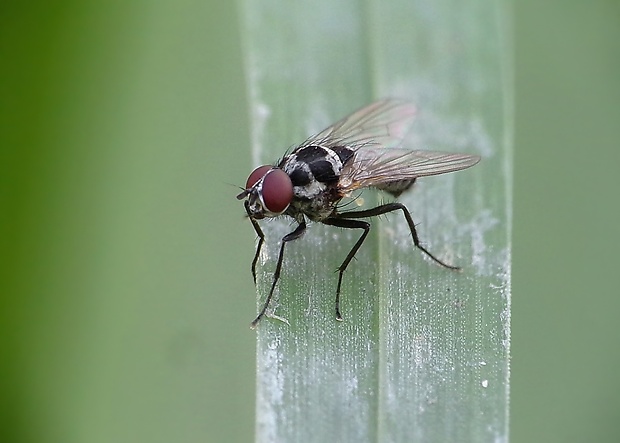 kvetárka ♂ Anthomyia procellaris Rondani, 1866