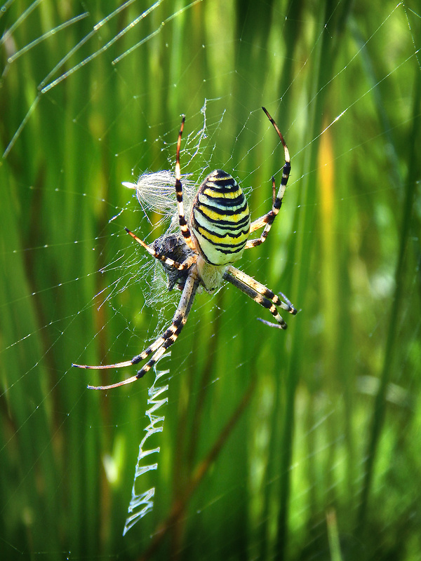 križiak pásavý (SK)/ křižák pruhovaný (CZ) Argiope bruennichi Scopoli, 1772