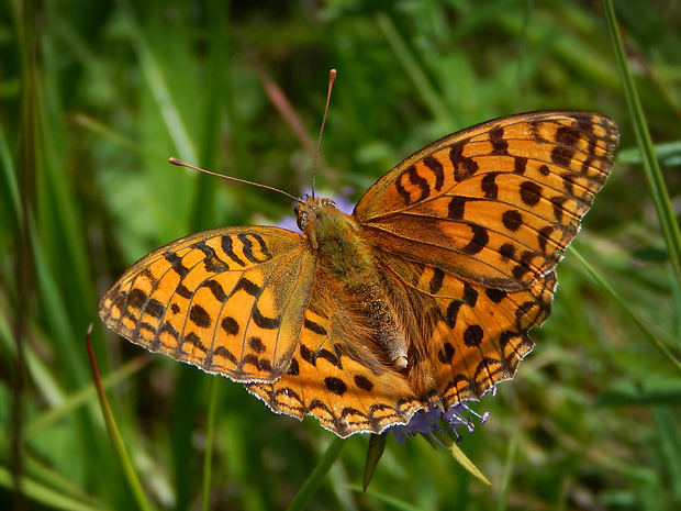 perlovec fialkový Argynnis adippe