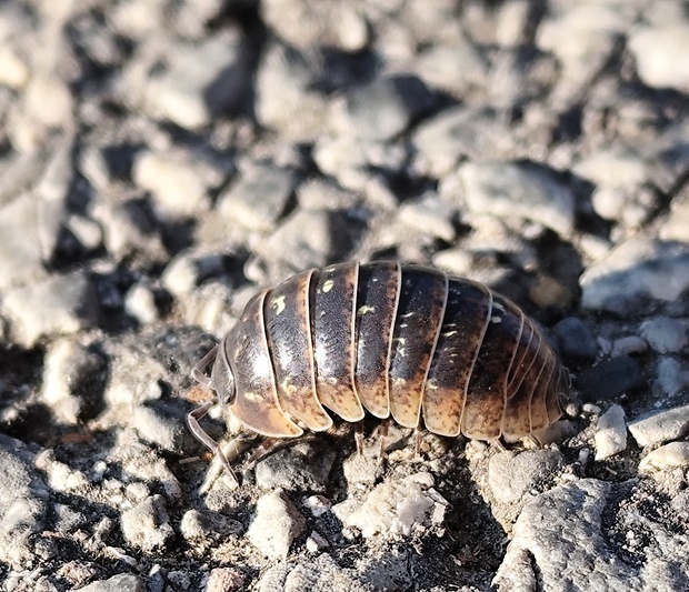 zvínavka obyčajná  Armadillidium vulgare