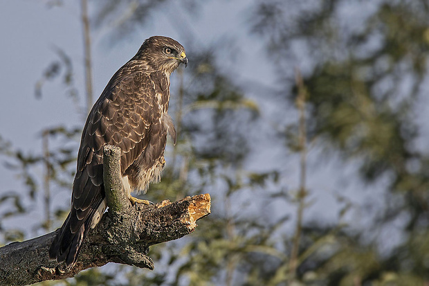 myšiak hôrny Buteo buteo