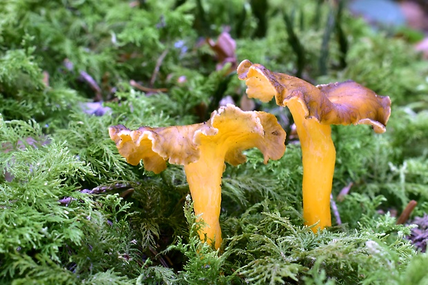 kuriatko žltohnedé Cantharellus lutescens Fr.