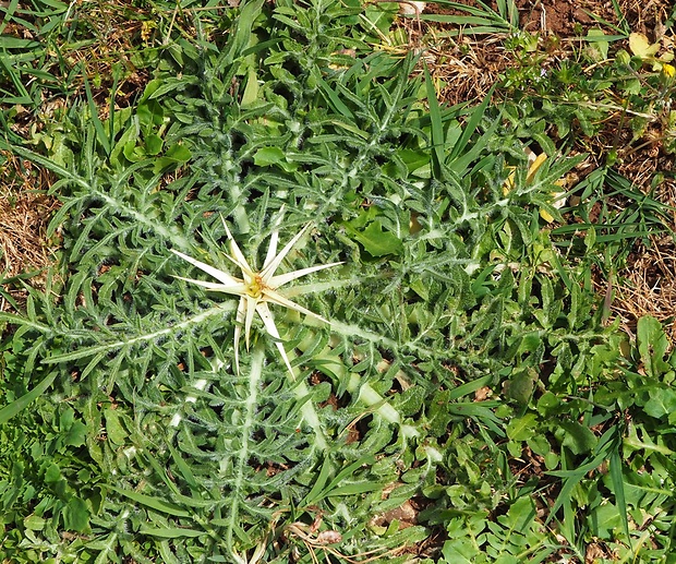 bodliak Centaurea calcitrapa L.