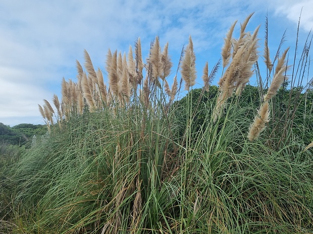 pampová tráva Cortaderia selloana