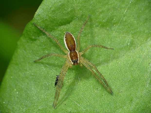 lovčík Dolomedes fimbriatus