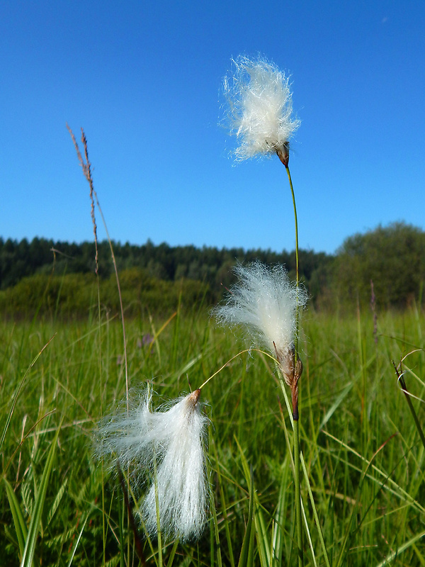 páperník úzkolistý Eriophorum angustifolium Honck.