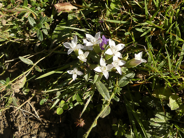 horček Gentianella campestris  (L.) Borner