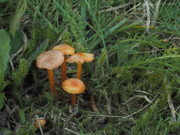 lúčnica hlienistá Hygrocybe glutinipes (J.E. Lange) R. Haller Aar.