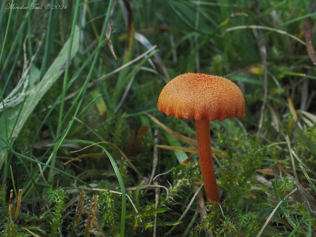 lúčnica mokraďová Hygrocybe helobia (Arnolds) Bon