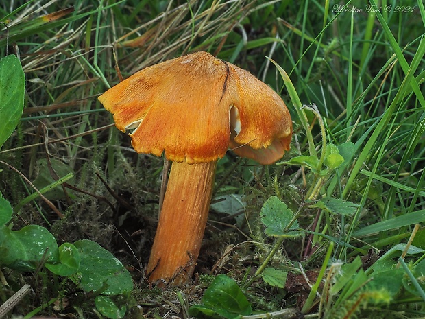 lúčnica ohnivá Hygrocybe intermedia (Pass.) Fayod