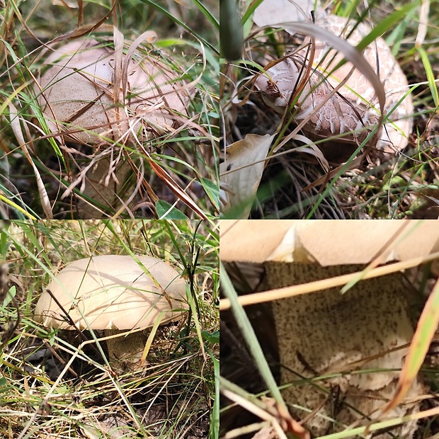 kozák Leccinum sp.