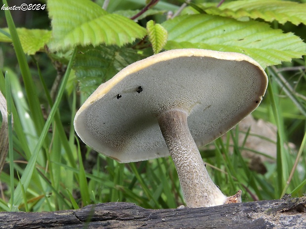 trúdnik strapkatý Lentinus substrictus (Bolton) Zmitr. & Kovalenko