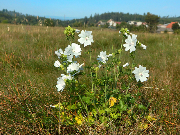 slez pižmový Malva moschata L.