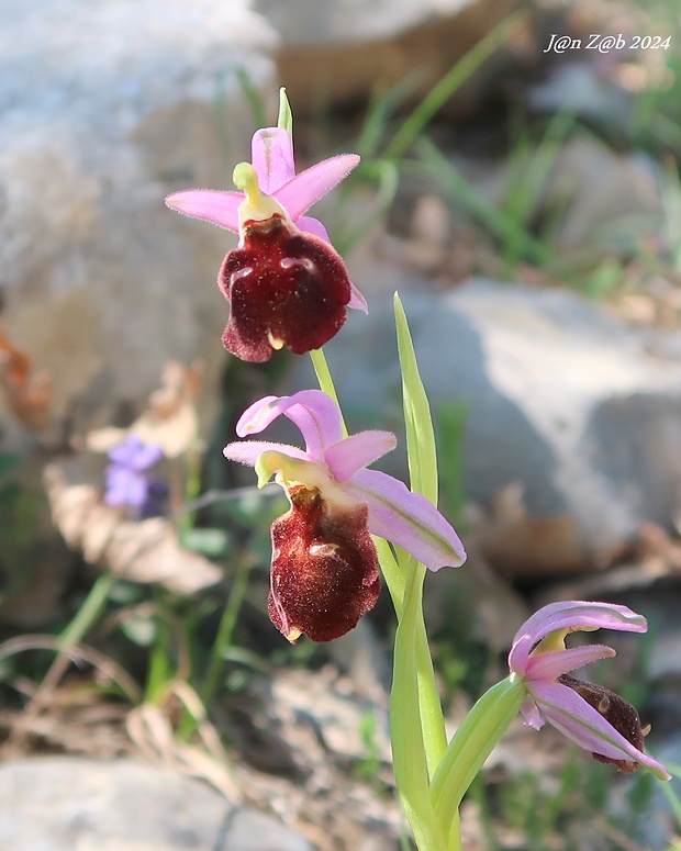 hmyzovník Ophrys argolica subsp. biscutella (O. Danesch &amp; E. Danesch) Kreutz