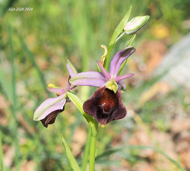 hmyzovník Ophrys argolica subsp. biscutella (O. Danesch &amp; E. Danesch) Kreutz