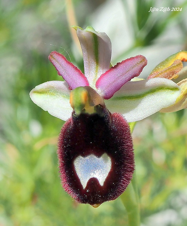 hmyzovník Ophrys bertolonii subsp. bertoloniiformis (O.Danesch & E.Danesch) H.Sund.