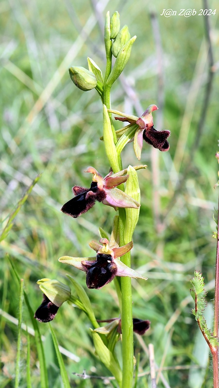 hmyzovník Ophrys promontorii O. & E. Danesch