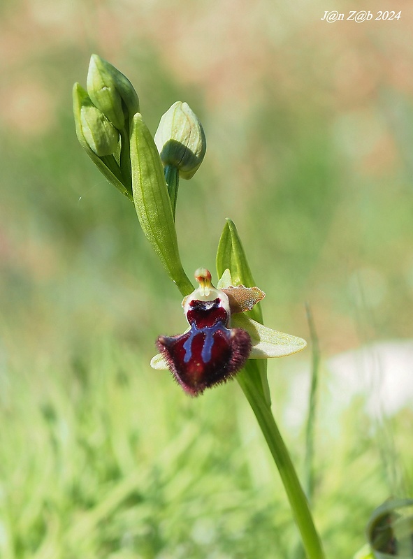 hmyzovník Ophrys sphegodes subsp. atrata (Rchb. f.) E. Mayer