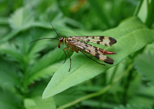 srpica obyčajná Panorpa vulgaris