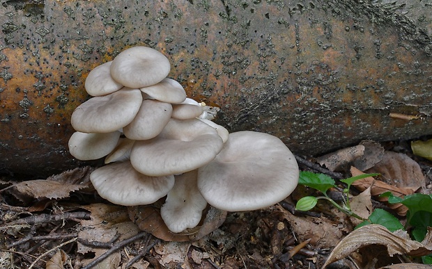 hliva buková Pleurotus pulmonarius (Fr.) Quél.