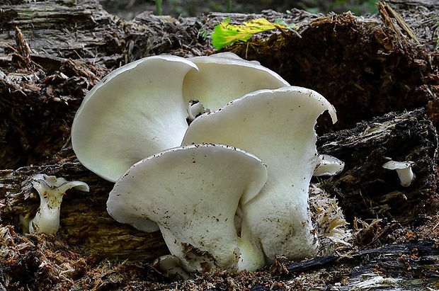 trúdnik Polyporus sp.